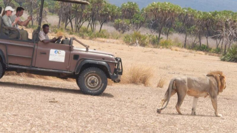 From Zanzibar: Mikumi Safari Day Trip with Flights and Meal - Final Thoughts: Is This Tour Right for You?