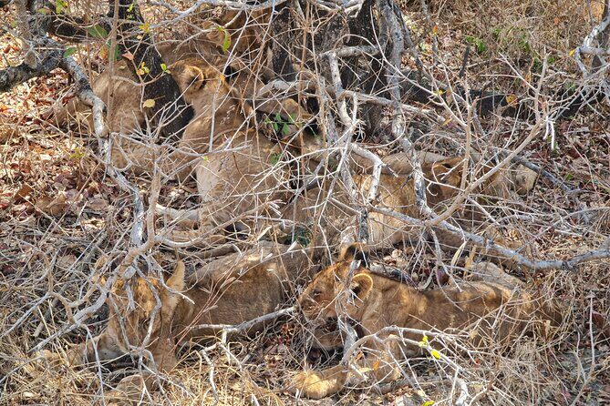 From Zanzibar: Mikumi Safari Day Trip with Flights and Meal - The Itinerary in Detail