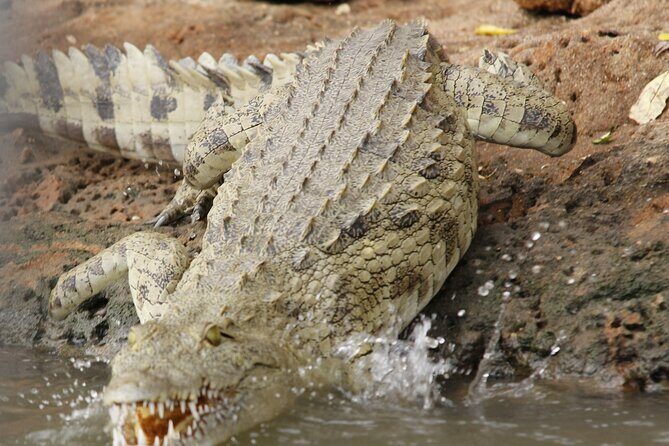 From Zanzibar: Mikumi Safari Day Trip with Flights and Meal - Possible Drawbacks & Considerations