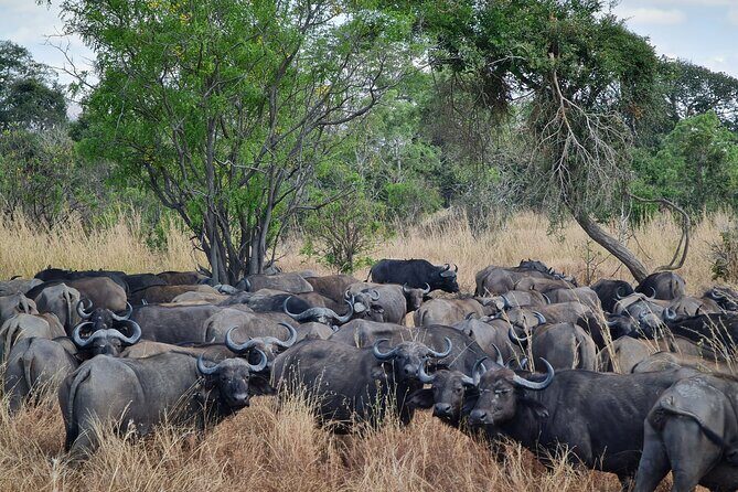 From Zanzibar: Mikumi Safari Day Trip with Flights and Meal - Who Is This Tour Perfect For?