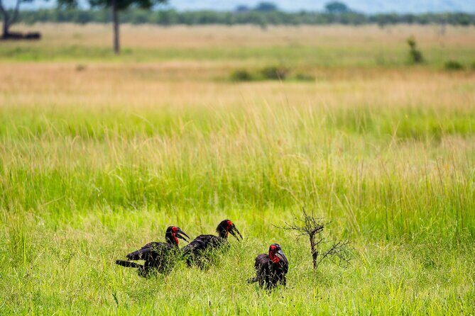 From Zanzibar: Mikumi Safari Day Trip with Flights and Meal - FAQs