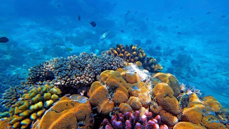 From Zanzibar: Mnemba Boat Tour with Snorkeling & Dolphine - Is This Tour Worth It?