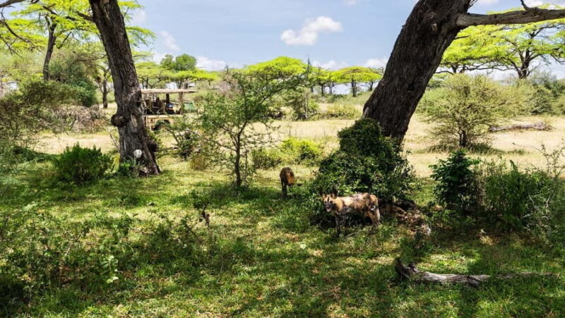 From Zanzibar: Overnight Selous G.R. Safari with Flights - Key Points