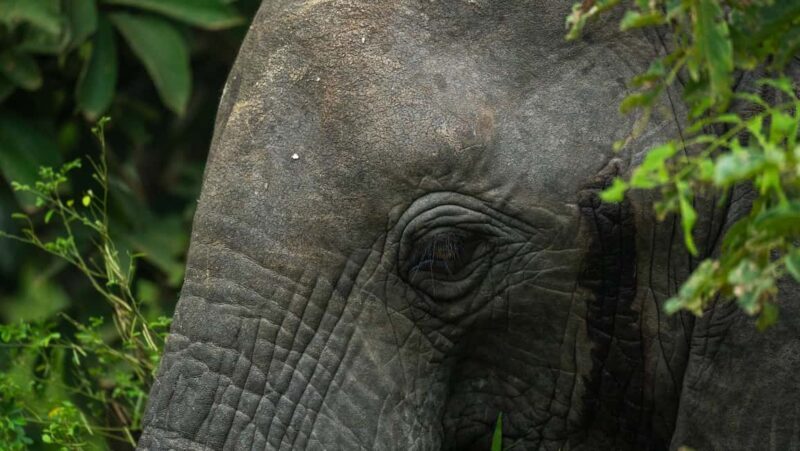 From Zanzibar: Overnight Selous G.R. Safari with Flights - The Real Value in This Safari
