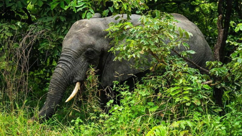 From Zanzibar: Overnight Selous G.R. Safari with Flights - Final Thoughts