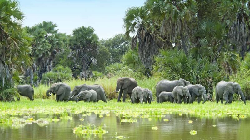 From Zanzibar: Safari Day Trip Selous Game Reserve - What’s Included and Why It Matters