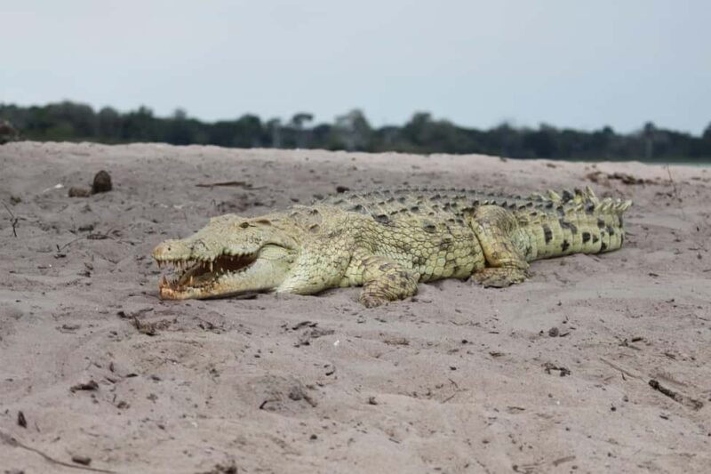 From Zanzibar: Selous Game Reserve Day Safari with Flight - Key Points