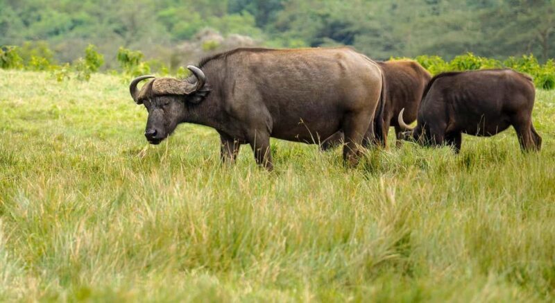 From Zanzibar: Selous Game Reserve Day Safari with Flight - The Itinerary: What You Can Expect