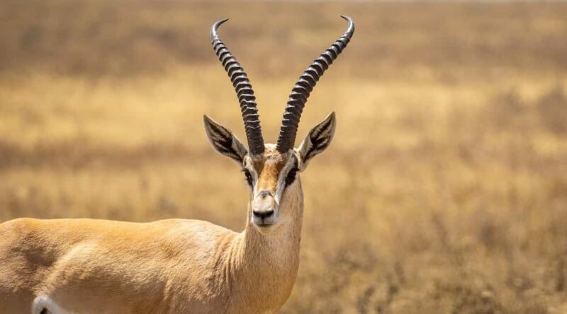 From Zanzibar: Selous Game Reserve Day Safari with Flight - What Reviewers Say
