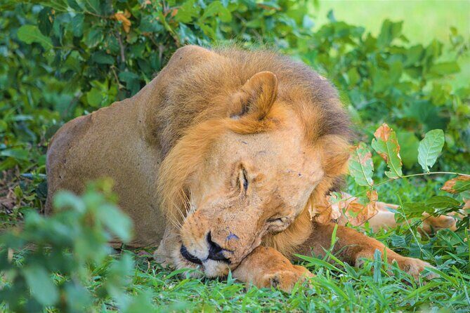 From Zanzibar: Selous Game Reserve Day Safari with Flights - Introduction