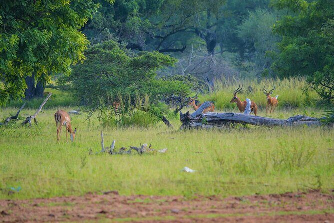 From Zanzibar: Selous Game Reserve Day Safari with Flights - The Sum Up