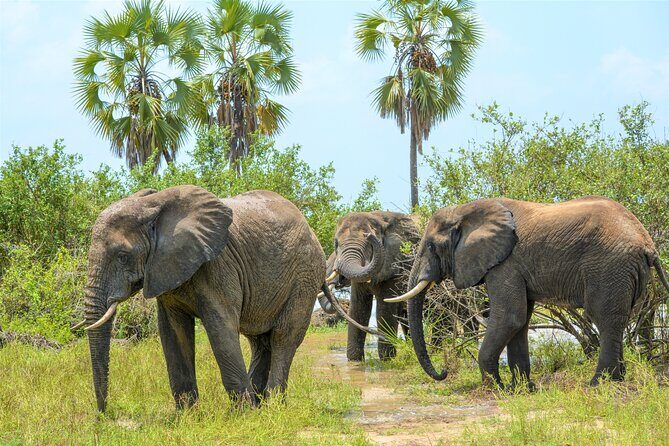 From Zanzibar: Selous Game Reserve Day Safari with Flights - FAQ