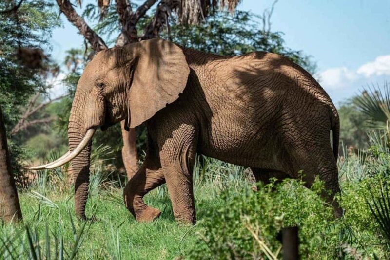From Zanzibar: Selous Game Reserve Full-Day Safari - From Zanzibar: Selous Game Reserve Full-Day Safari Review