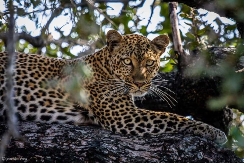 From Zanzibar: Selous Game Reserve Full-Day Safari - Key Points
