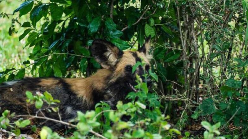 From Zanzibar-Selous National Park a Day Safari with flights - The Itinerary: How the Day Unfolds