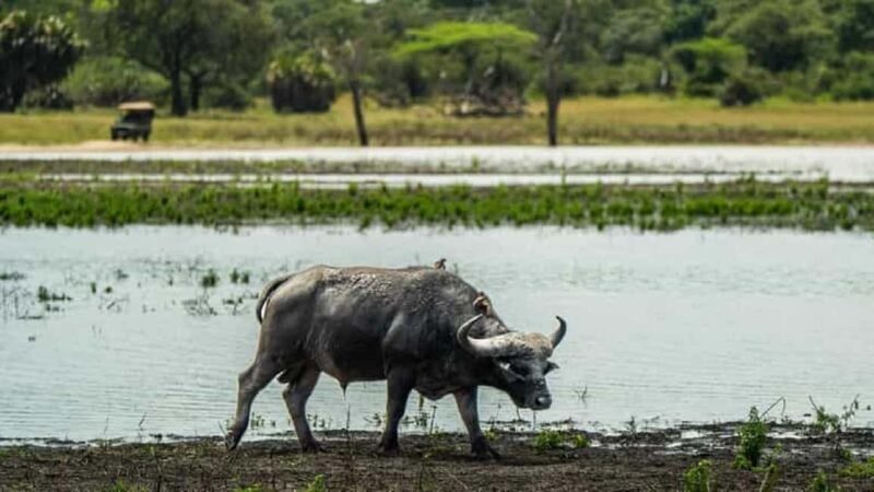 From Zanzibar-Selous National Park a Day Safari with flights - The Value of This Safari Experience