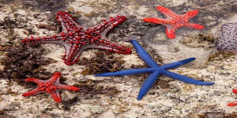 From Zanzibar: Starfish, Blue Lagoon, & The Rock Restaurant - Key Points