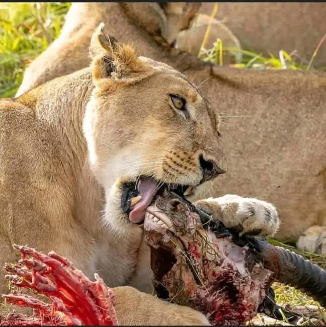From Zanzibar:2 Nights& 1 day MIKUMI NATIONAL PARK (3 DAYS ) - From Zanzibar: 2 Nights & 1 Day at Mikumi National Park (3 Days) Review