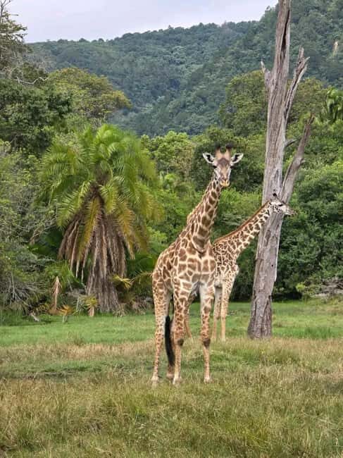 From Zanzibar:2 Nights& 1 day MIKUMI NATIONAL PARK (3 DAYS ) - Why Choose This Safari?