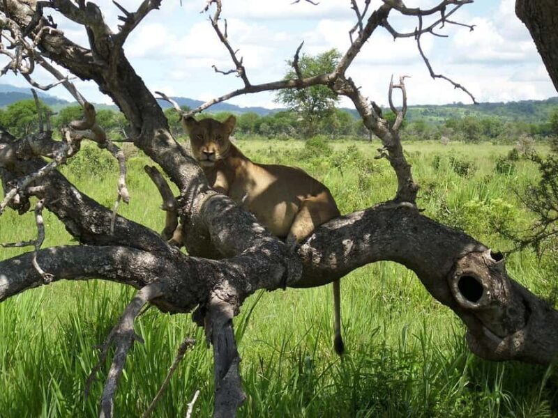 from Zanzinbar: 3-Days Nyerere wildlife safari by flight - Exploring Nyereres Wilderness: Walking and River Safaris