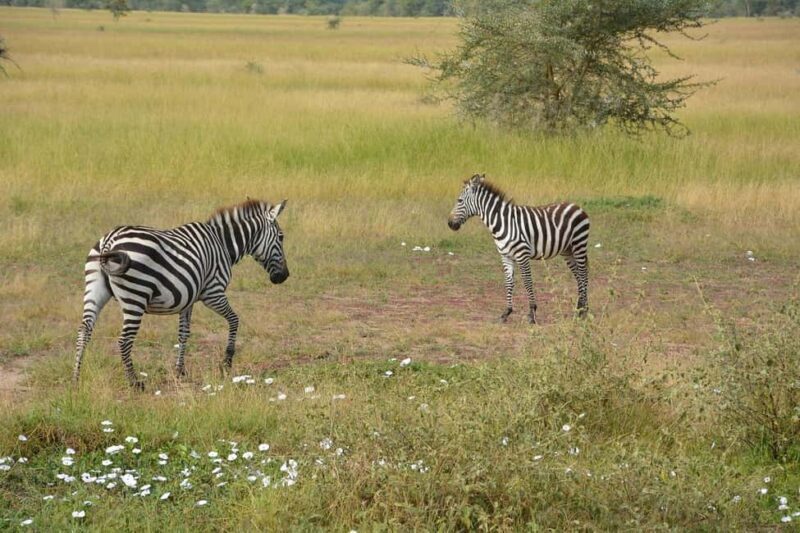 from Zanzinbar: 3-Days Nyerere wildlife safari by flight - The Practicalities: What’s Included and What’s Not