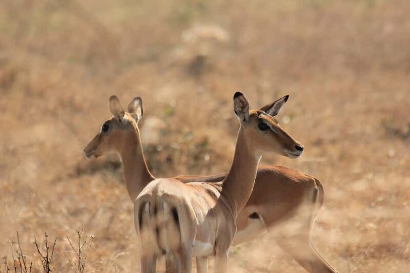 from Zanzinbar: 3-Days Nyerere wildlife safari by flight - FAQ