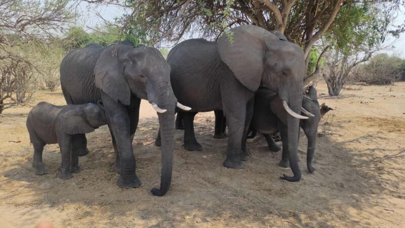 From Zimbabwe: Chobe Safari and Quadripoint Day trip - Key Points
