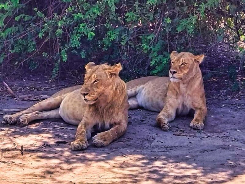 From Zimbabwe: Chobe Safari and Quadripoint Day trip - FAQ