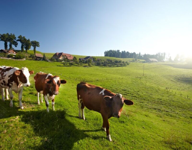 From Zurich/Lucerne: Berne Capital and Countryside Day-Trip - FAQ