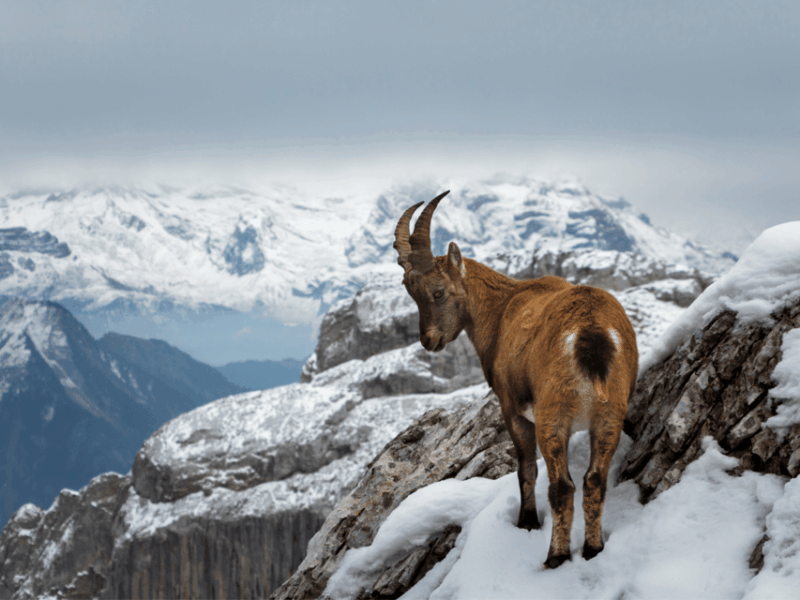 From Zurich: Pilatus & Lucerne with Cruise Private Day Trip - Frequently Asked Questions