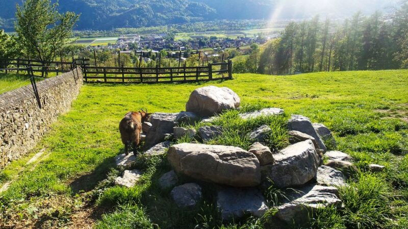 From Zurich: Private Trip to Liechtenstein and Heidiland - What the Reviews Say: Authentic Perspectives