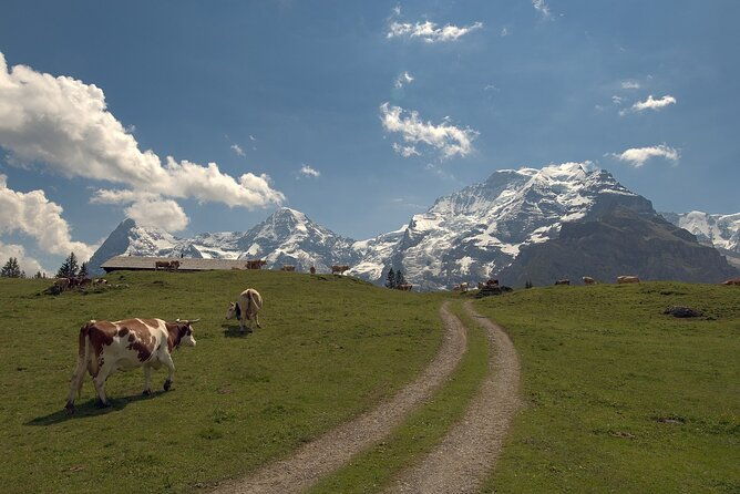 from-zurich-to-top-of-europe-jungfraujoch-private-tour