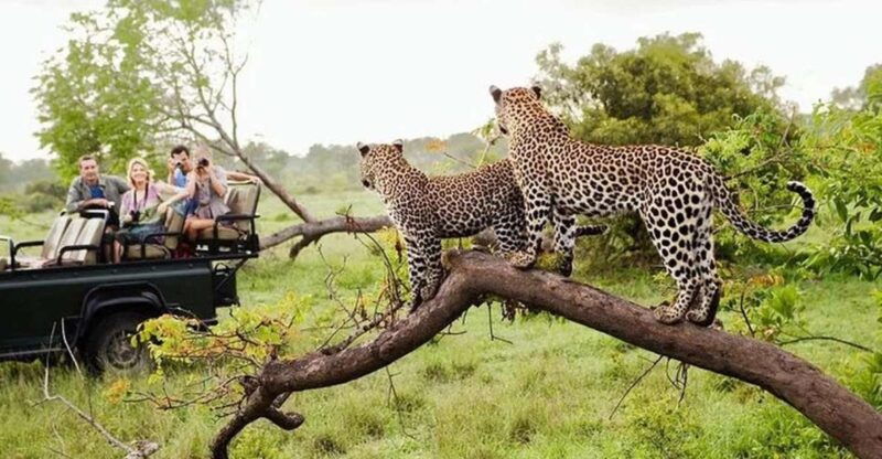 fromgalle-mirissa-bentota-transfer-to-ella-with-yala-safari