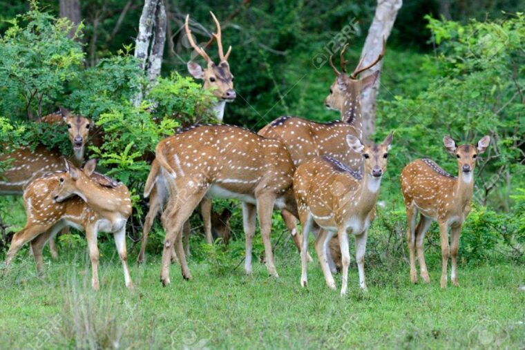 fromgalle-mirissa-bentota-transfer-to-ella-with-yala-safari