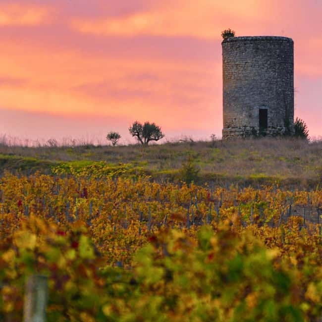 Fronsac vineyard mountain bike tour + wine tasting at La Closerie de Fronsac - Discovering Bordeaux’s Hidden Charm with the Fronsac Vineyard Mountain Bike Tour and Tasting