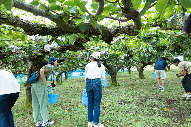 fruit-farm-dining-experience-in-ukiha