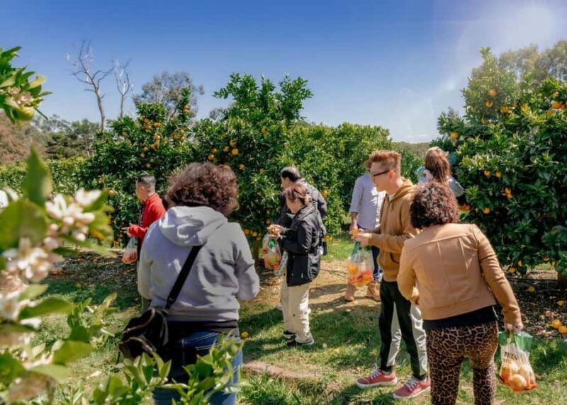Fruit Picking & Nature Tour Yarra Valley & Warburton - Key Points