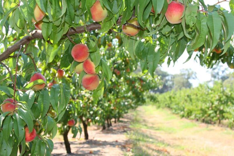 Fruit Picking & Nature Tour Yarra Valley & Warburton - Why You Should Consider This Tour