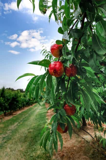 Fruit Picking & Nature Tour Yarra Valley & Warburton - The Sum Up