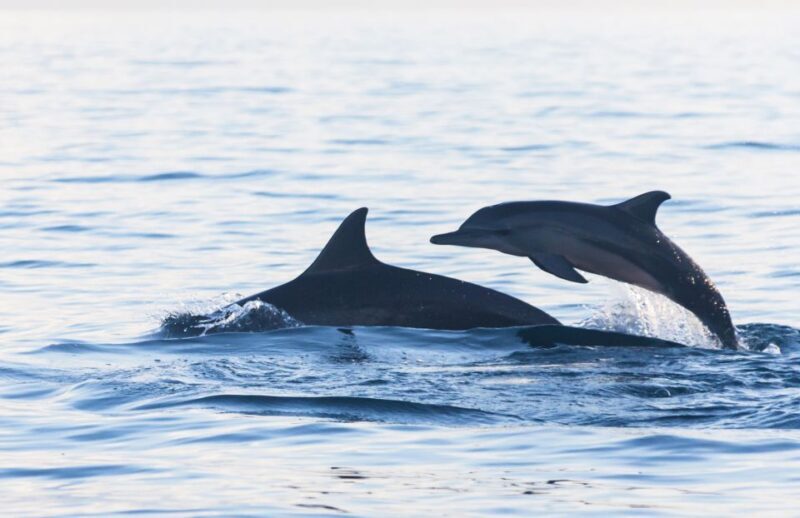 Fuengirola : 2 hours LUXURY Yacht Dolphin Trip DRINKS SNACKS - The Sum Up