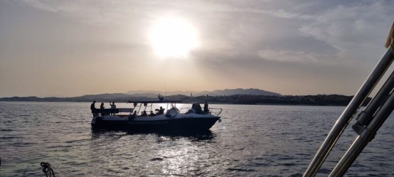 fuengirola-fantastic-dolphin-watching-yacht-tour-with-drink