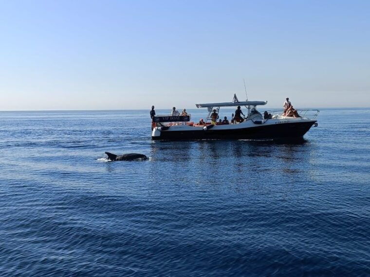 fuengirola-fantastic-dolphin-watching-yacht-tour-with-drink