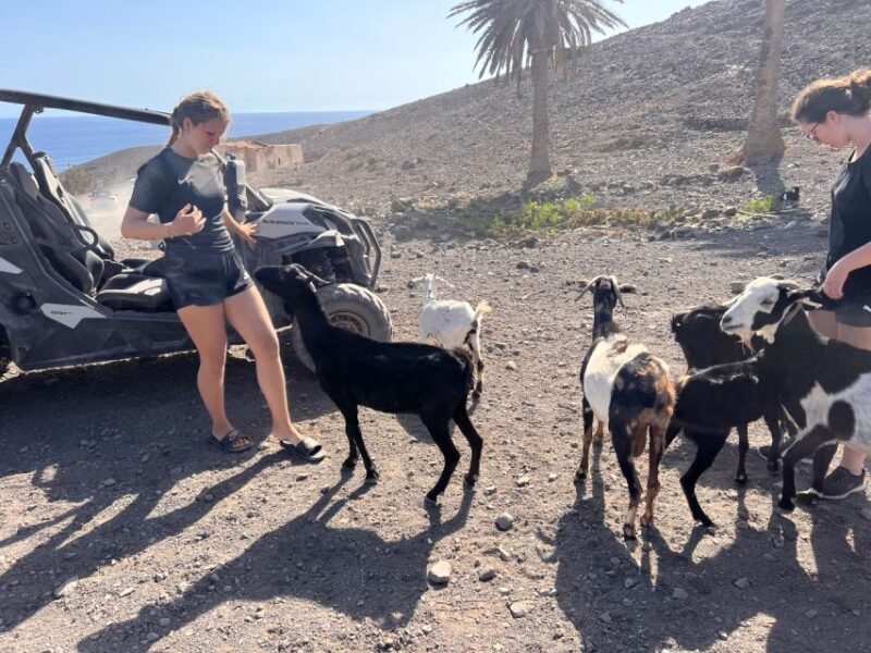 Fuerteventura : 2 hours Buggy Tour in Punta de Jandía - An Honest Look at the 2-Hour Buggy Tour