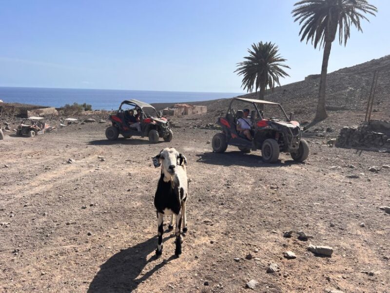Fuerteventura : 2 hours Buggy Tour in Punta de Jandía - Practical Tips for Your Buggy Tour