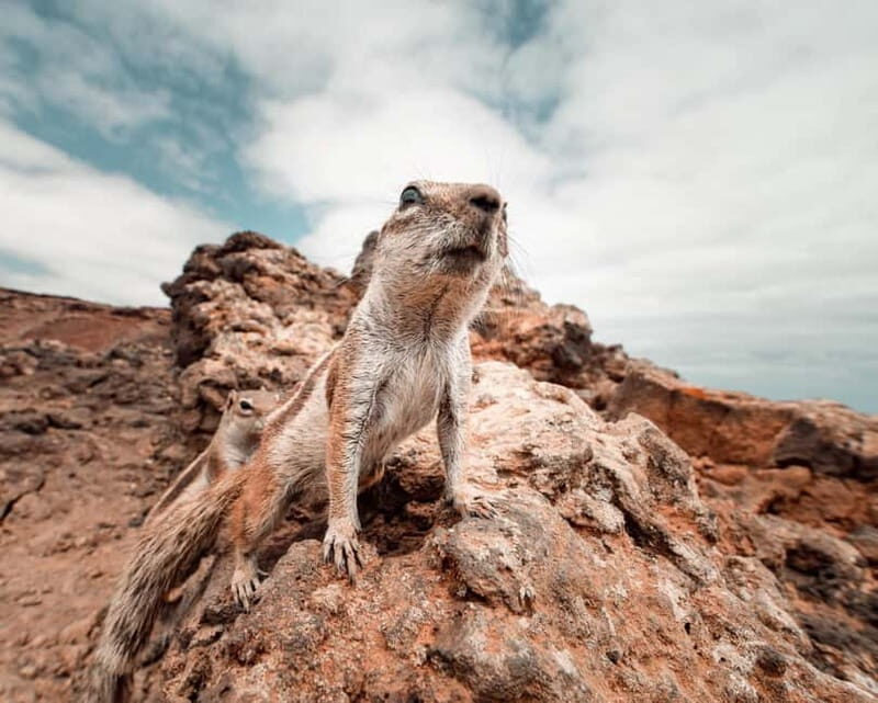 Fuerteventura: 4-hour North experience - small group (max 6 people) - What Makes This Tour Unique and Valuable