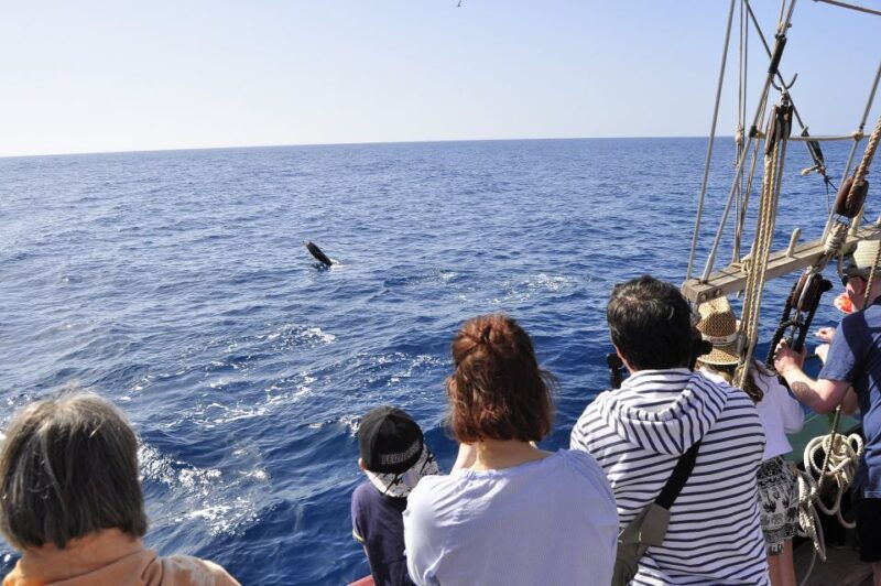 fuerteventura-4-hour-pirate-sailing-adventure
