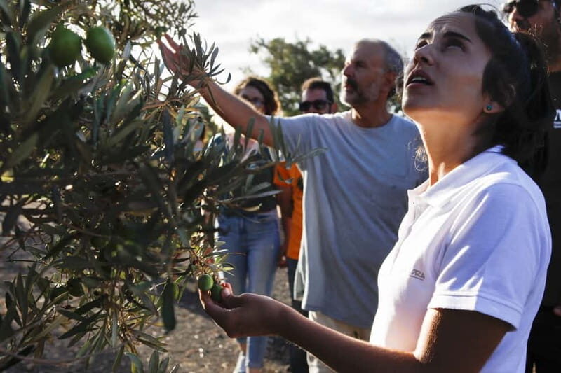 Fuerteventura Aloe & Olivo Tour with Optional Lunch - A Closer Look at the Aloe & Olivo Tour