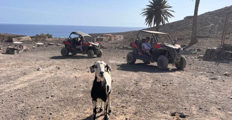 fuerteventura-buggy-tour-in-punta-de-jandia