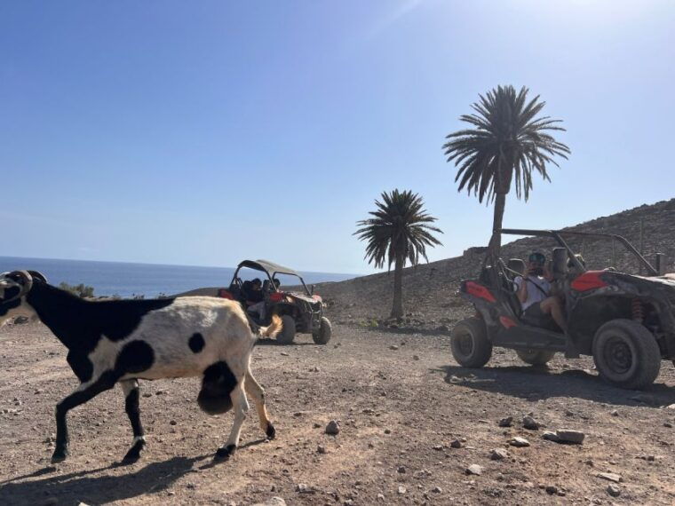 fuerteventura-buggy-tour-in-punta-de-jandia