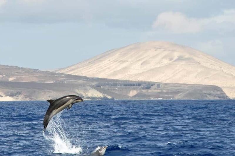 Fuerteventura: Catamarán navegación a vela y delfines. - Who Would Love This Tour?